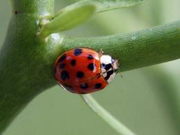 Ladybug on Pencil Cactus